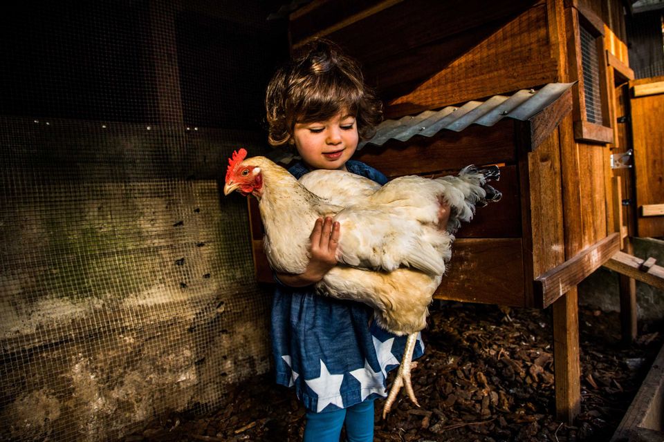 Filha de dois anos do criador de galinhas urbanas Matt Van Horn | Christie Hemm Klok/The Washington Post