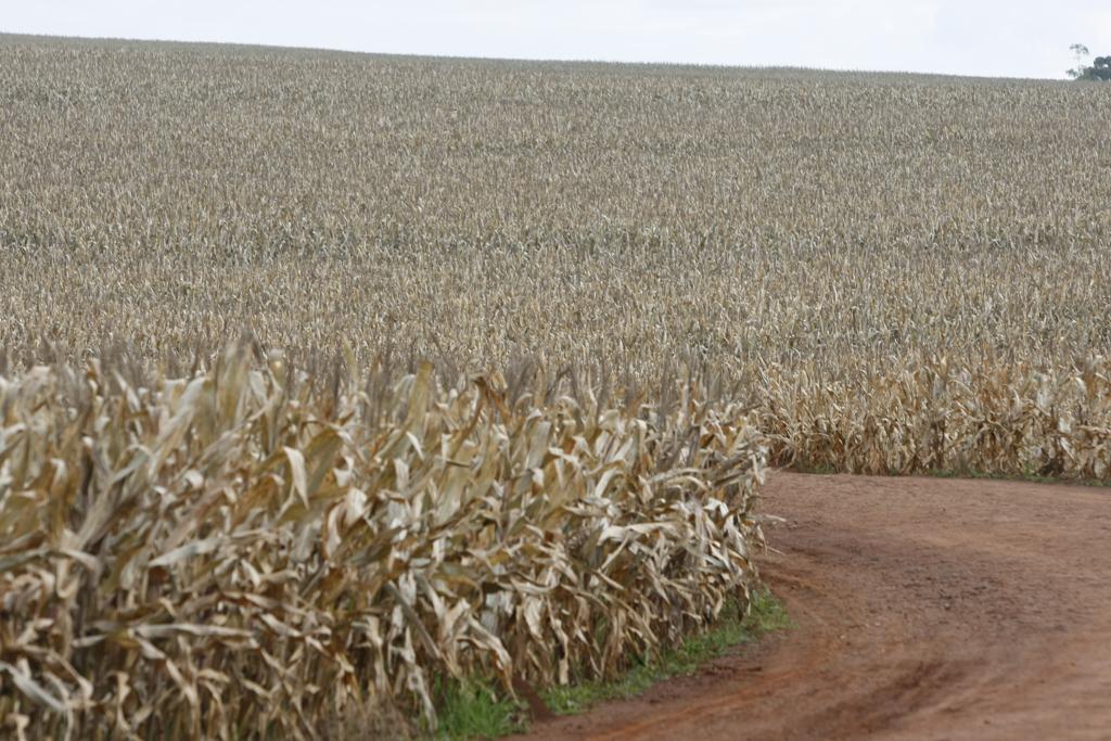 Milho queimado pela geada é um dos riscos que os agricultores devem enfrentar na segunda safra deste ano | JONATHAN CAMPOS/GAZETA DO POVO