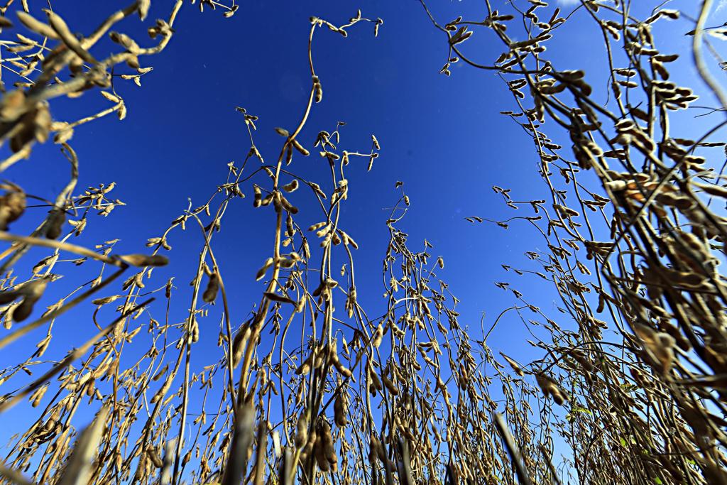 A bolsa destacou que já foram observadas grandes perdas devido a aborto de vagens, diminuição no número de grãos por planta e problemas de sanidade. | Albari Rosa/Gazeta do Povo