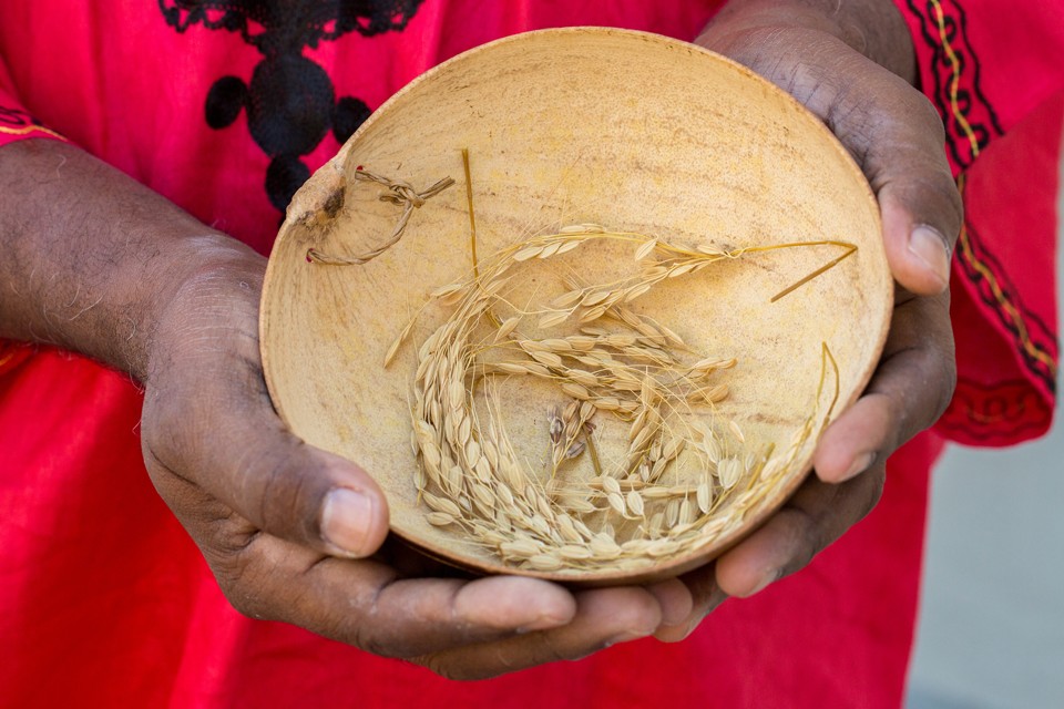 Arroz africano  que foi abundante no século XIX, no Sul dos EUA, era dado como extinto | Hunter McRae/NYT