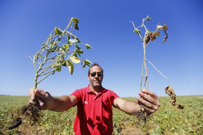 Segundo o engenheiro agrônomo José García, da empresa de insumos Solaris, as chuvas neste ciclo foram esparsas e em volumes aquém do esperado. | Jonathan Campos/Gazeta do Povo