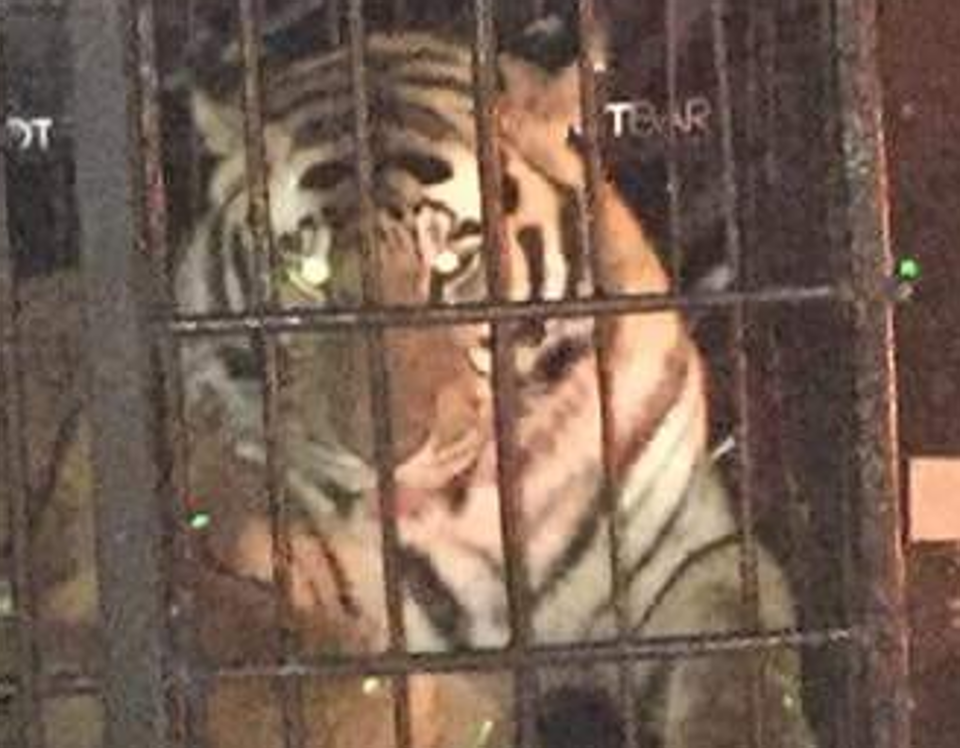 Segundo relatos nas mídias sociais, tigre foi levado dopado à festa na casa noturna. | Reprodução Facebook/