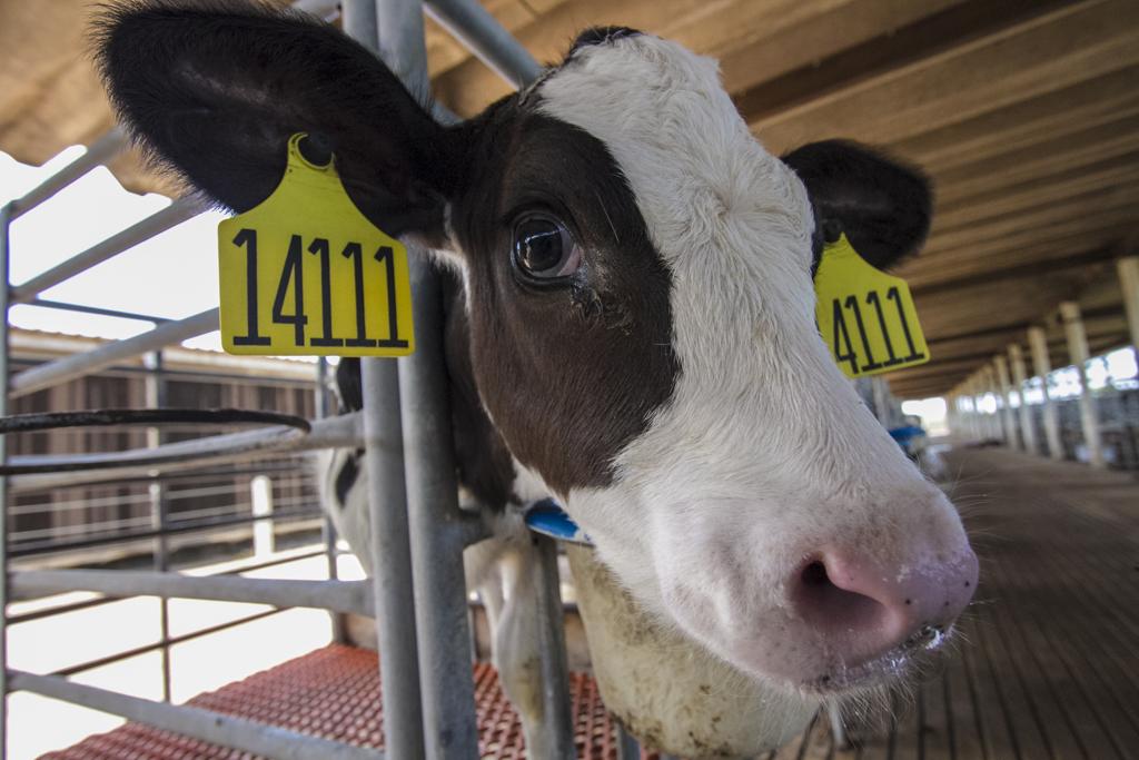 Uma das principais dificuldades no controle da BVD é o nascimento de bezerros e novilhas chamados de PI’s (persistentemente infectados). | Diogo França/Texto Comunicação Corporativa/