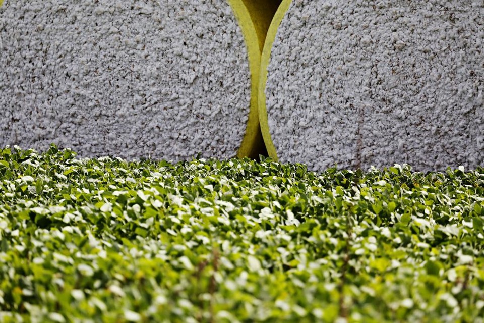Algodão e soja: aumento da produção de algodão em pluma foi estimada em 1,9 milhão de toneladas - aumento de 21,3% | Felipe Rosa/Gazeta do Povo