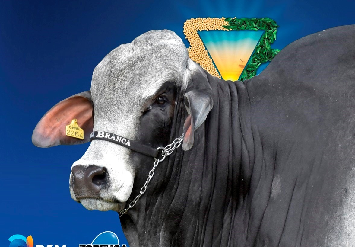 O brasileiro “CABR Mussambe 2264” deixou para trás a concorrência de norte-americanos e sul-africanos, de forma unânime. | Divulgação/Casa Branca Agropastoril/