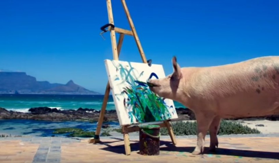 Pigcasso e seus amigos: isso é arte? A porca ‘Pigcasso’: quadros vendidos por mil euros | Reprodução/YouTube