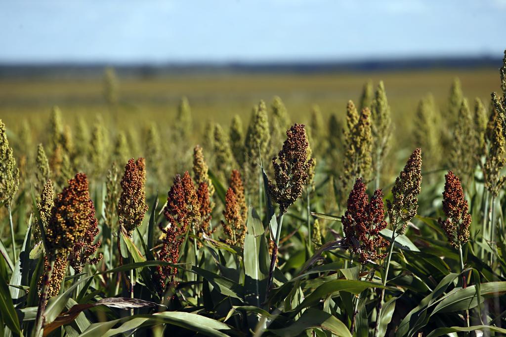 Sorgo é um dos produtos que melhoraram os níveis de estimativa de safra | Albari Rosa/Gazeta do Povo