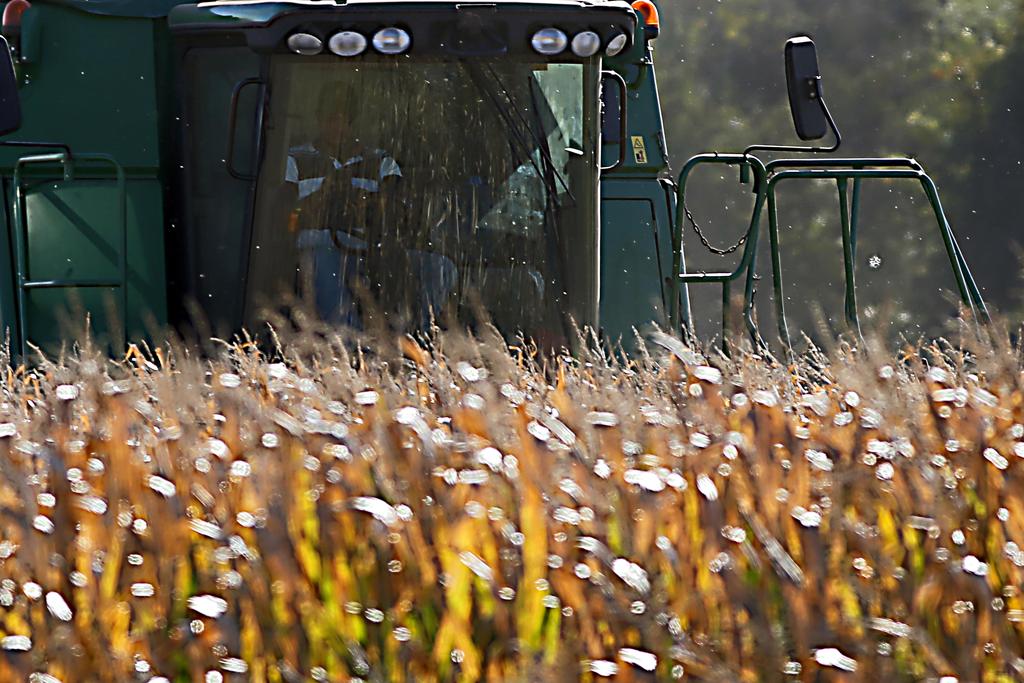 Enquanto por aqui a lucratividade média é de US$ 196,76 por hectare, os vizinhos obtêm renda líquida de US$ 387,79 na mesma área plantada. | Albari Rosa/Gazeta do Povo