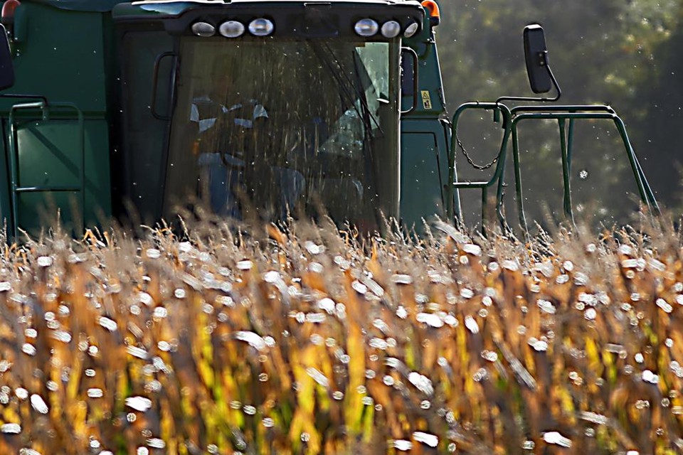 Enquanto por aqui a lucratividade média é de US$ 196,76 por hectare, os vizinhos obtêm renda líquida de US$ 387,79 na mesma área plantada. | Albari Rosa/Gazeta do Povo