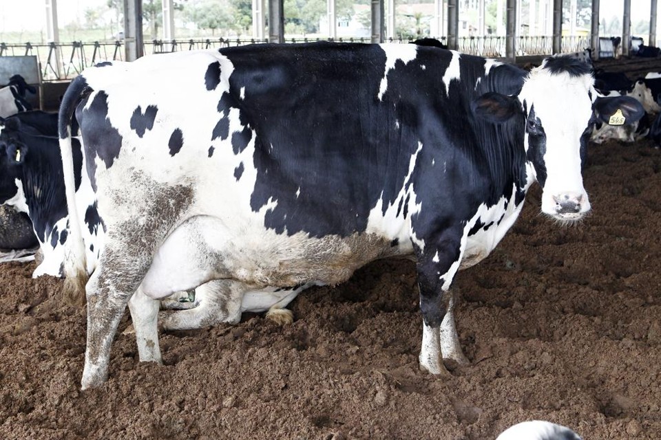 Vacas podem produzir  mais de 45 quilos de estrume por dia | Antônio More/Gazeta do Povo