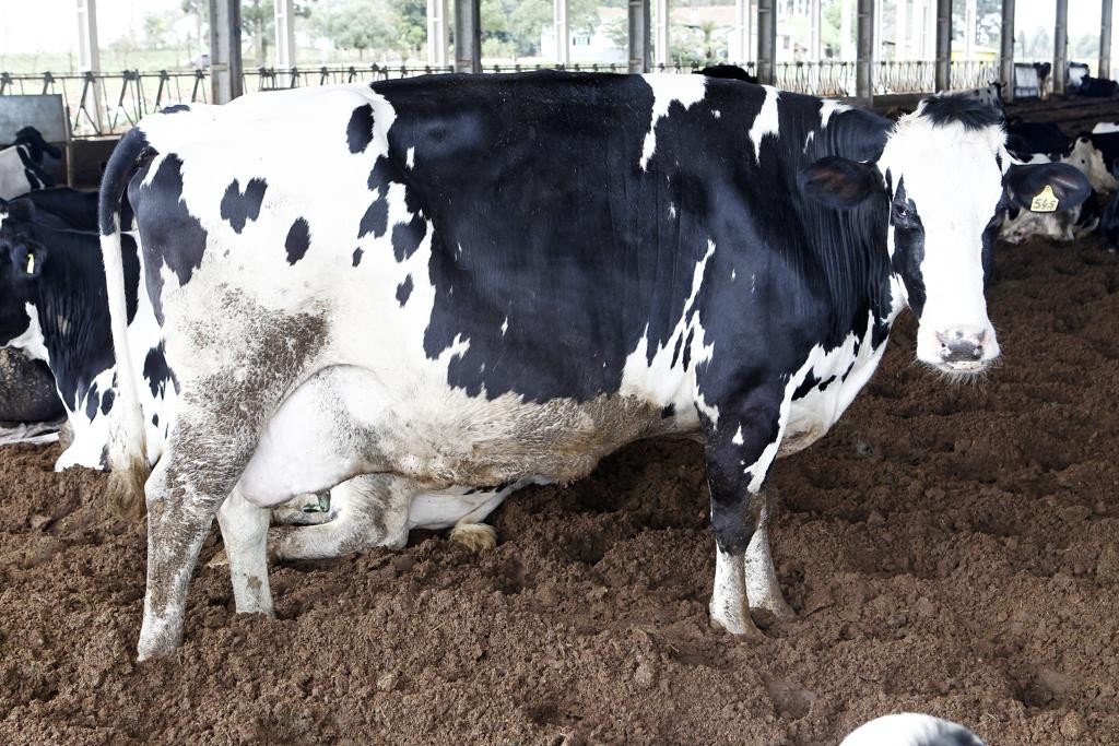 Vacas podem produzir  mais de 45 quilos de estrume por dia
