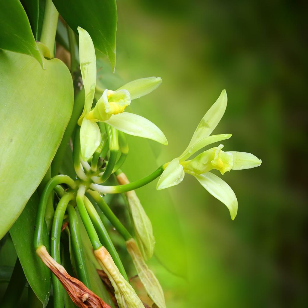 Baunilha é espécie de orquídea nativa do México | Bigstock/Bigstock