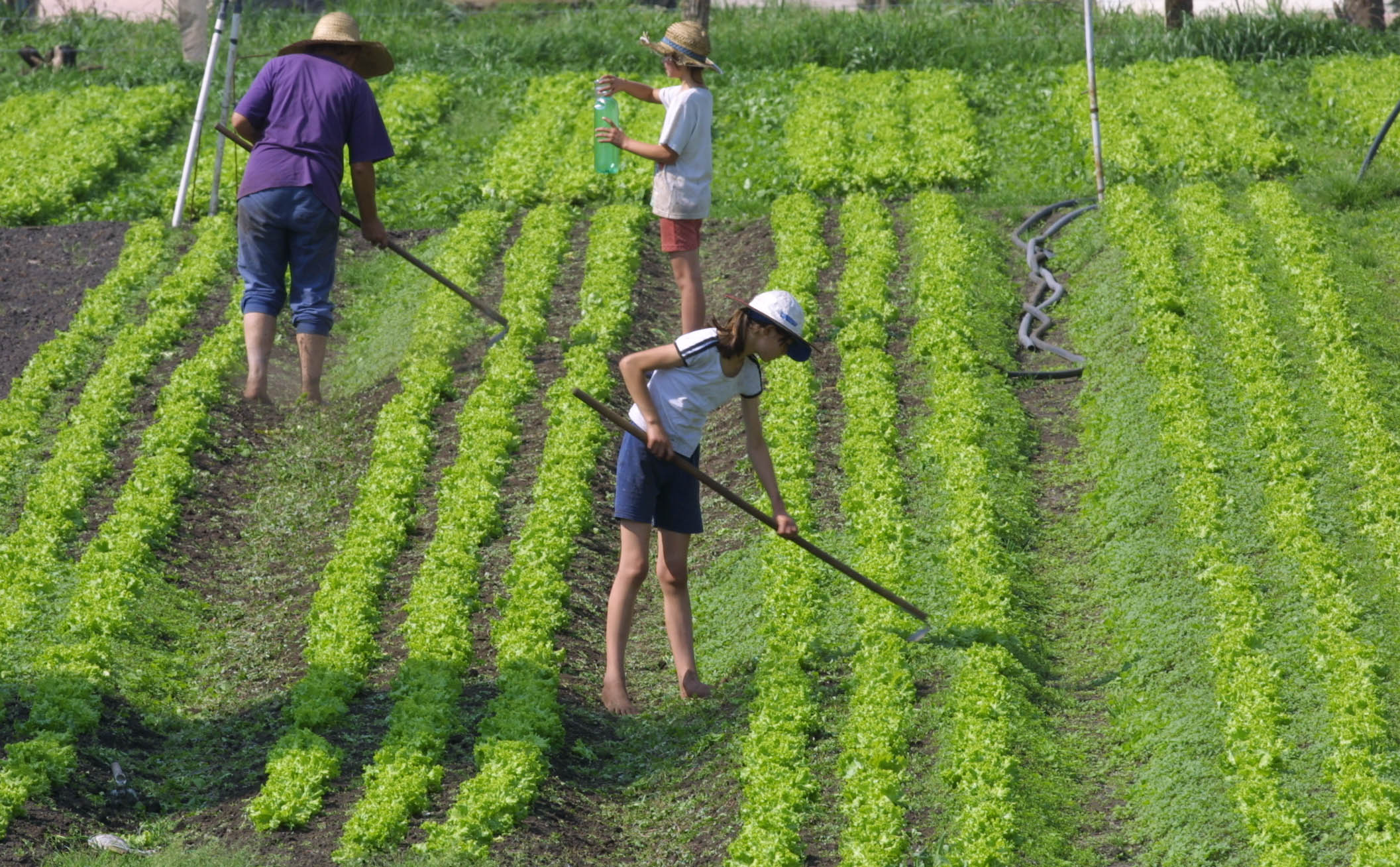 Produção de hortaliças: agricultura familiar serve de apoio à merenda escolar | Antonio Costa/Gazeta do Povo