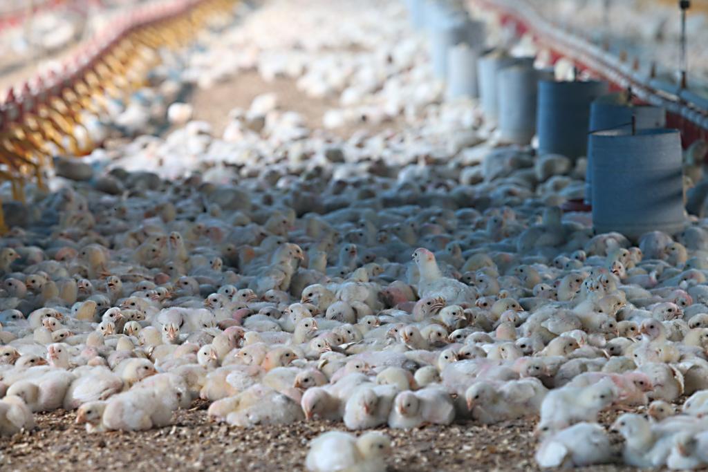 Operação Trapaça, desdobramento da Carne Fraca, apurou que as aves saíam das granjas com salmonela, mas resultados eram omitidos pelos laboratórios com aval da BRF. | Albari Rosa/Gazeta do Povo