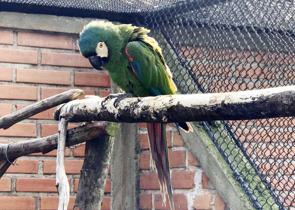 Arara roubada do Passeio Público é microchipada. | Prefeitura de Curitiba/