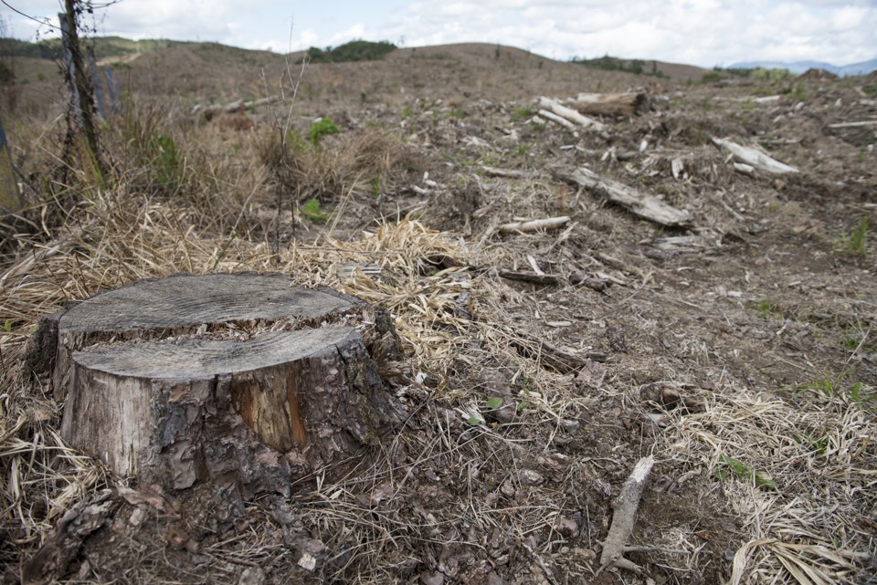 A Lei de Proteção da Vegetação Nativa que não protege como deveria | Henry Milleo/Gazeta do Povo