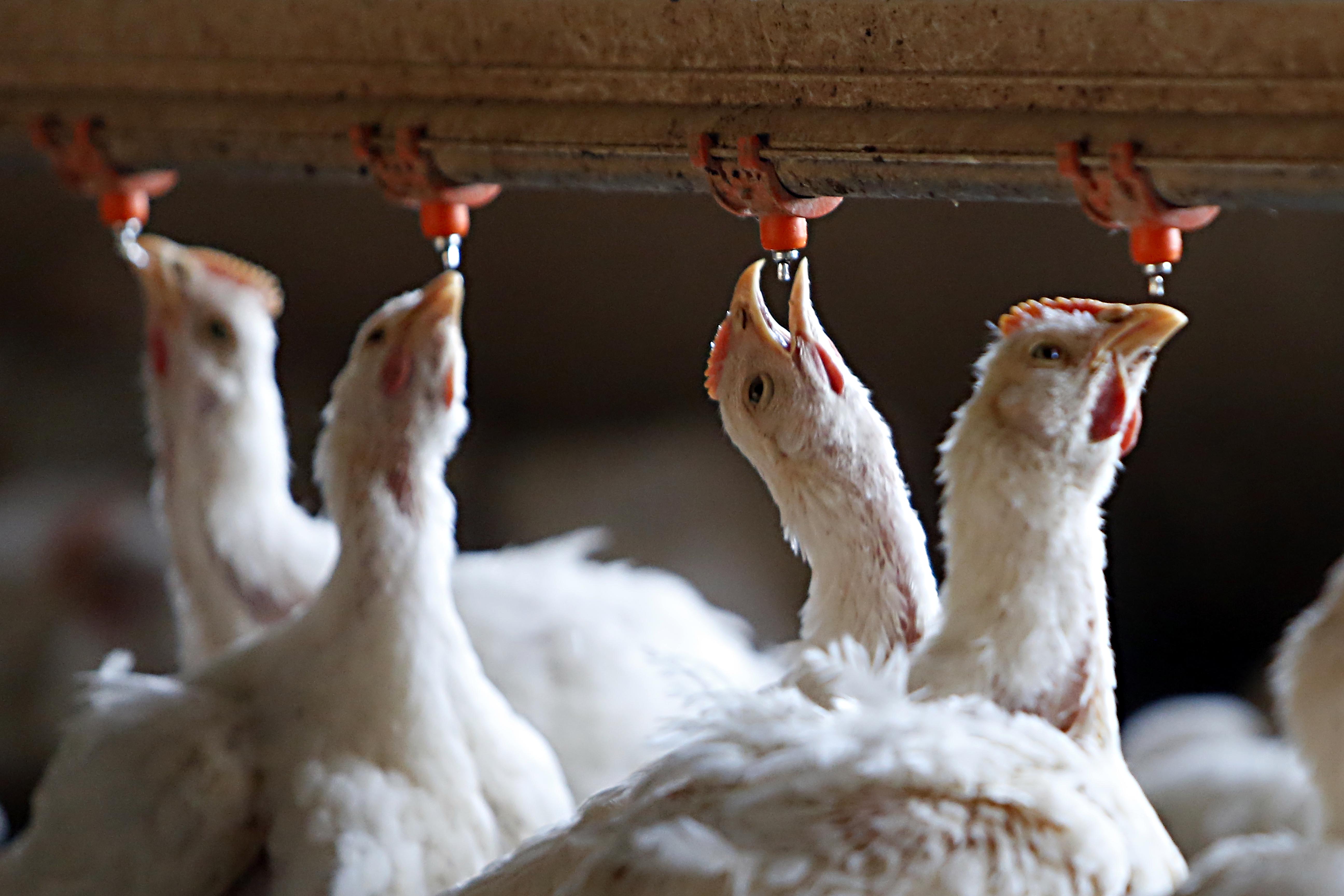 Se for comprovado que as práticas afetam também o mercado interno, a pasta adotará “medidas cabíveis”, disse a nota | Albari Rosa/Gazeta do Povo