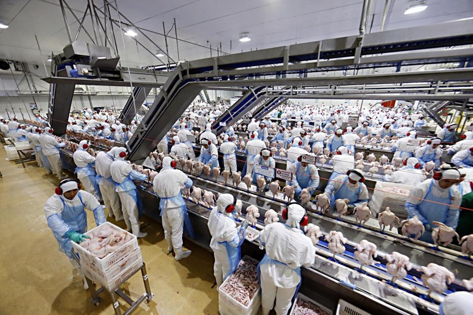 Presença de salmonela em frangos foi um dos fatores que levou à alteração | Albari Rosa/Gazeta do Povo