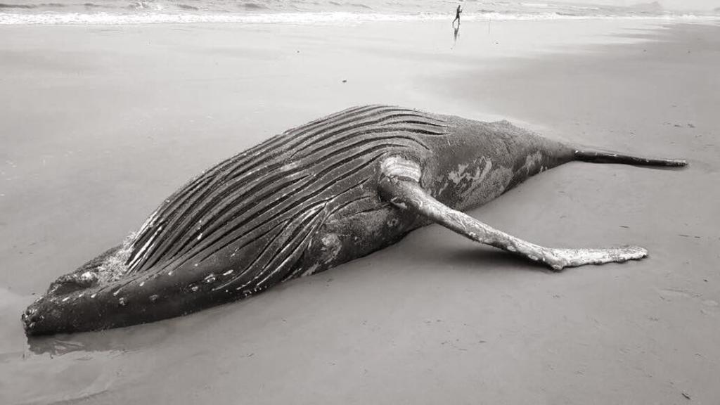 | Reprodução/CEM-UFPR