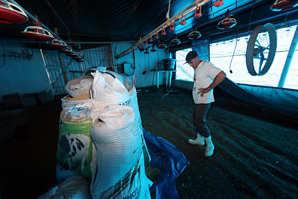 Produtor de Carambeí, que fornece para uma das unidades que teve exportações suspensas: mercado espera que países compradores continuem a cobrar explicações | Albari Rosa/Gazeta do Povo