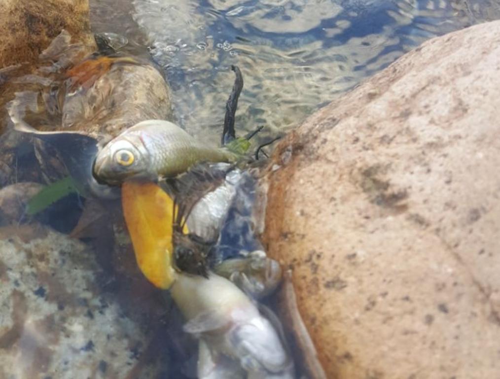 | Hélcio Luis Leite/Colaboração