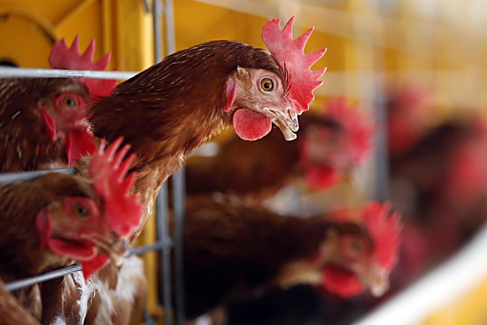 Irregularidades constam de relatório de fiscalização do FDA, equivalente à Agência de Vigilância Sanitária no Brasil | Arquivo/Gazeta do Povo