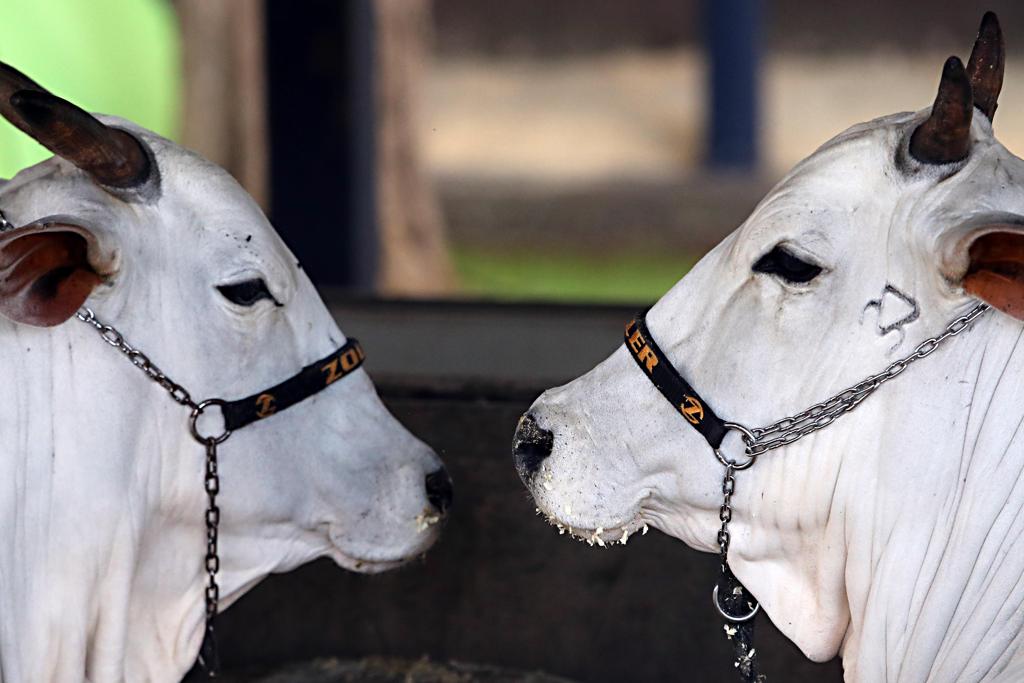 Os leilões de bovinos realizados durante a ExpoLondrina 2018 tiveram liquidez superior a 90%. | Albari Rosa/Gazeta do Povo