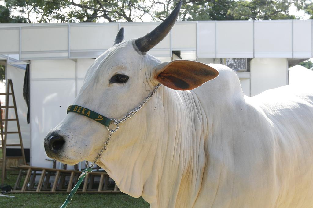 A ExpoLondrina faz parte do ranking Nelore de animais, criadores e expositores 2018. | Arquivo/Gazeta do Povo