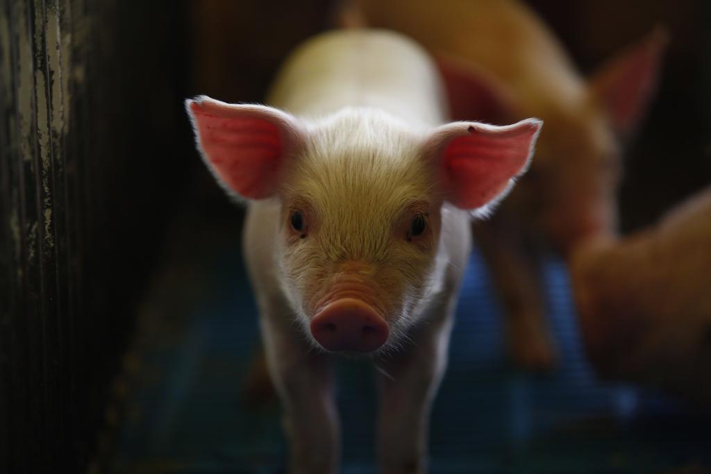 Produtos da suinocultura dos Estados Unidos passarão a ter taxa de 25% | JONATHAN CAMPOS/GAZETA DO POVO