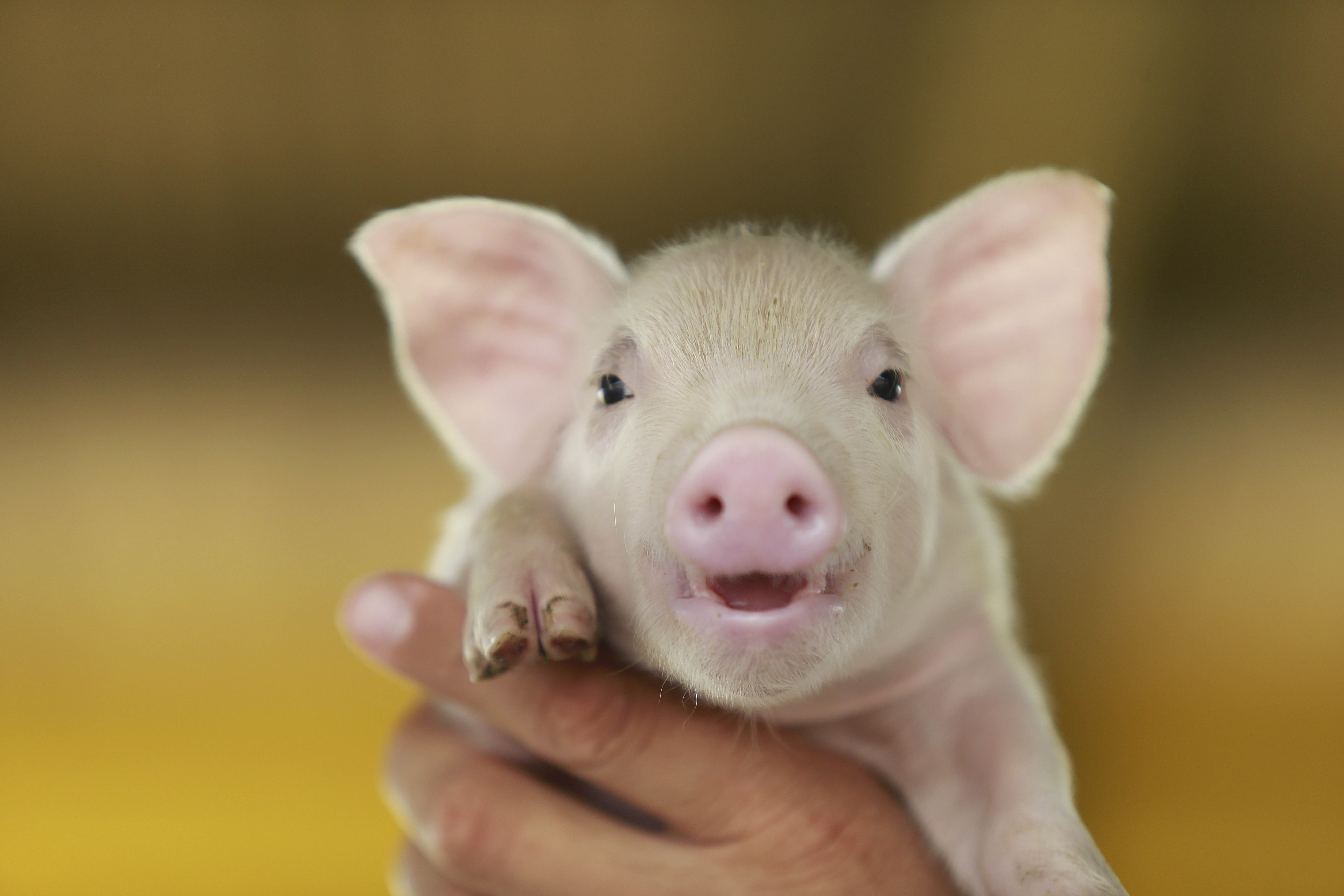 | Jonathan Campos/Gazeta do Povo