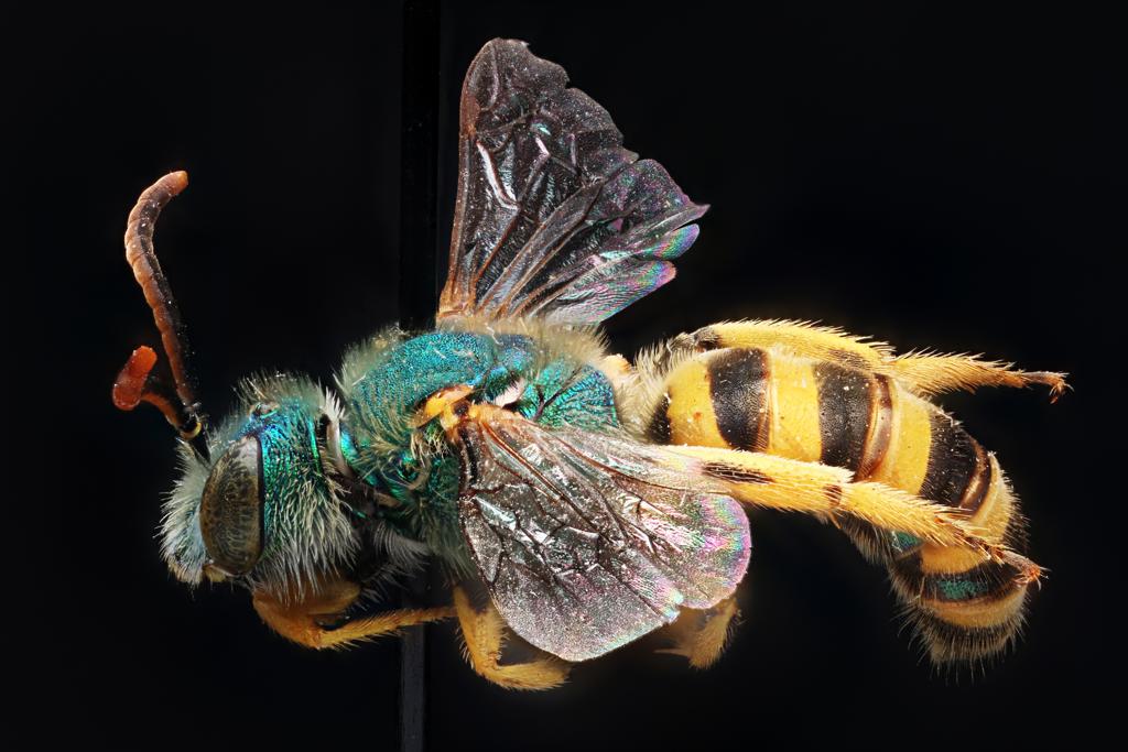 As populações de abelhas, que têm um papel central na polinização de colheitas, contribuindo a 90% da produção mundial de alimento, têm diminuído progressivamente nos últimos anos. | Macroscopic Solutions/ Flickr Commons/Fotos Públicas