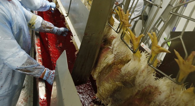 Abate com o método Halal: animais perfeitos, uma frase a Alá deve ser dita e sangria completa | Hugo Harada/Arquivo Gazeta do Povo
