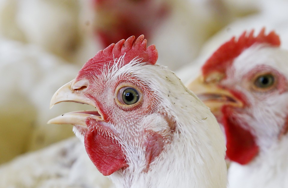 Com importações estimadas em 323 mil toneladas, a UE responde por 7,65% de todo o frango exportado pelo Brasil. | Hugo Harada/Gazeta do Povo