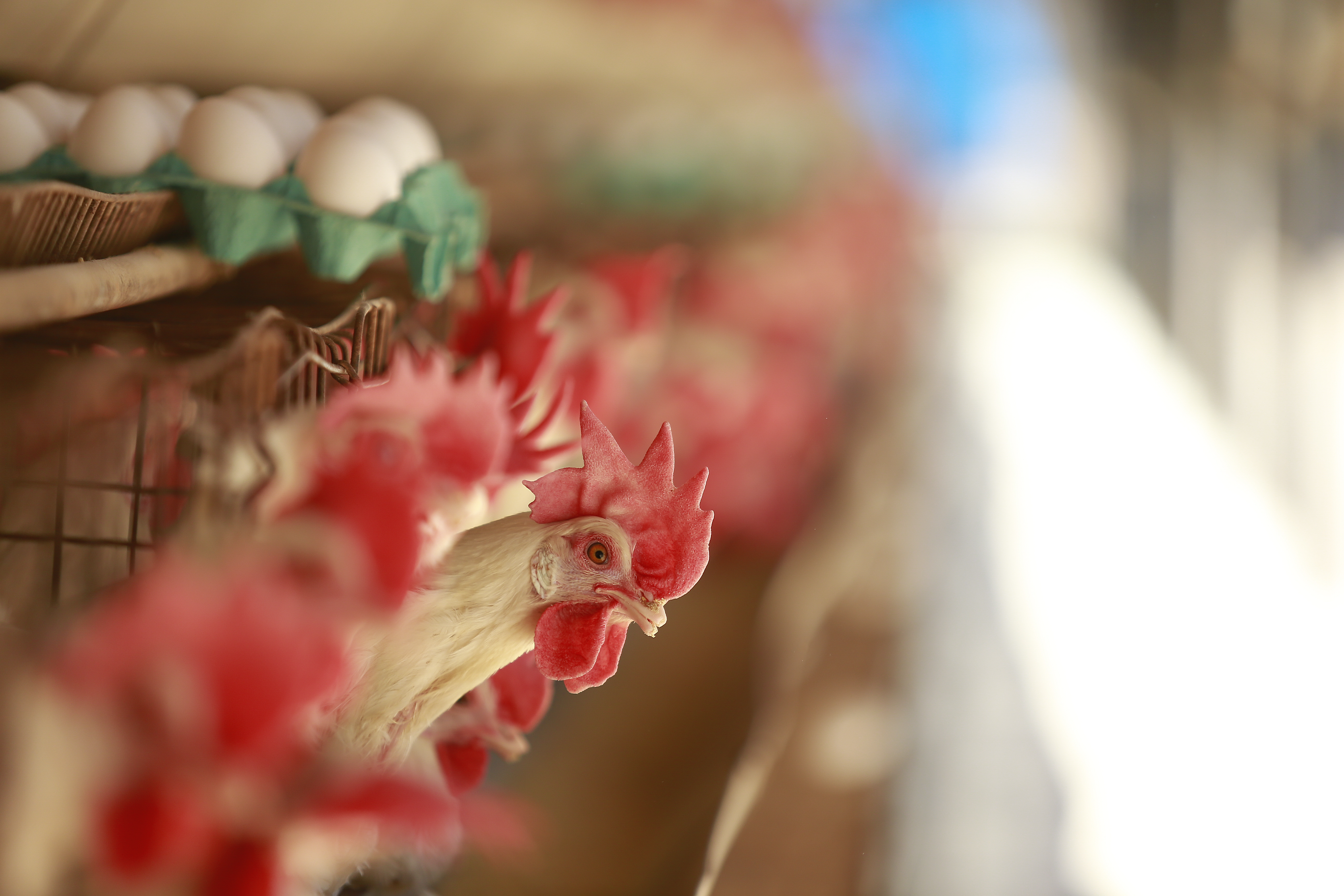 Brasil é o maior exportador mundial de frango | Jonathan Campos/Gazeta do Povo