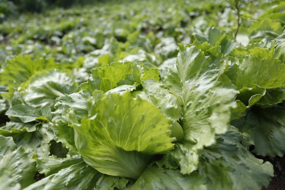 Riscos começam desde o cultivo. | Henry Milleo/Gazeta do Povo