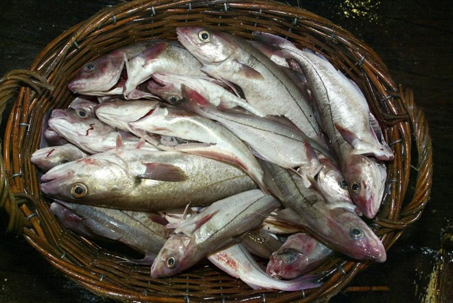 Pesquisadores acreditam que espécies como o haddock já tiveram seu tamanho reduzido por causa do aquecimento do Mar do Norte, entre o Reino Unido e a Escandinávia. | tg/MARCEL MOCHET