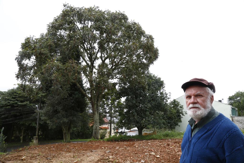 Cedrela odorata: árvore conhecida como “cedro vermelho” é defendida pelo vizinho Dilermando Sanchez. | Aniele Nascimento/Gazeta do Povo