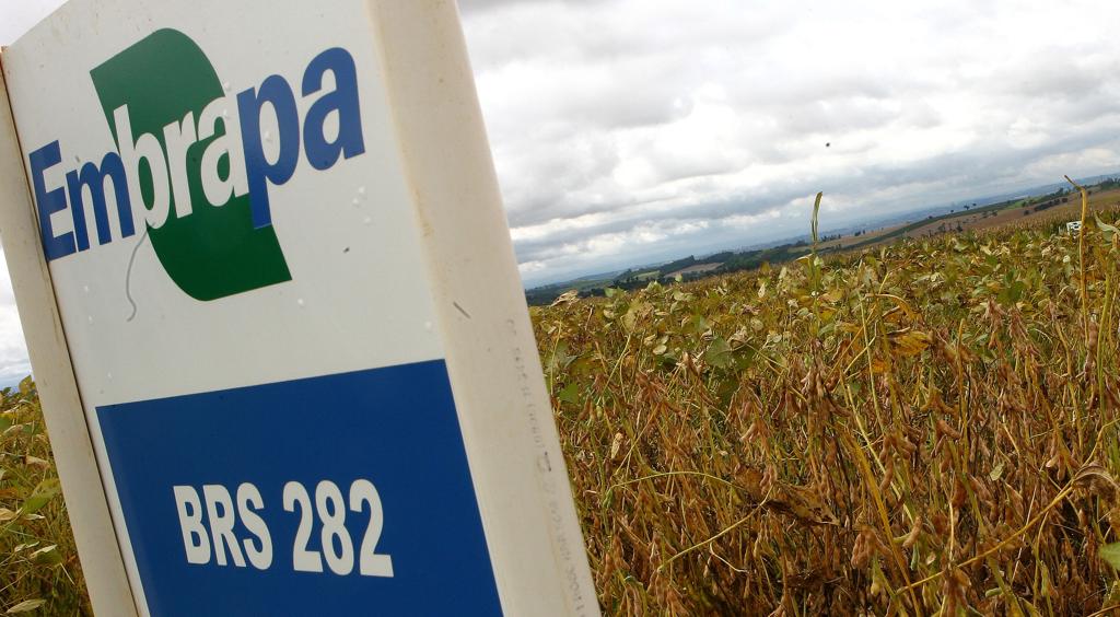 Atualmente, 95% da pesquisa em milho, soja e algodão são feitas pela iniciativa privada | Rodolfo BUHRER/Gazeta do Povo