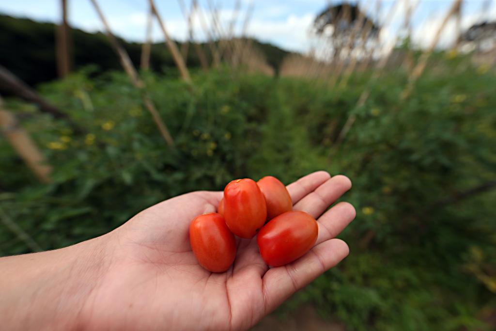  | Albari rosa/Gazeta do Povo