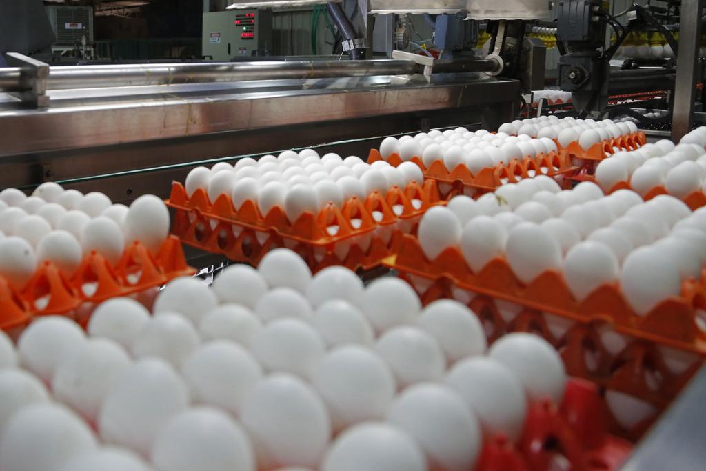 Salmonela costuma se propagar por falta de higiene na manipulação dos alimentos | Felipe Rosa/Gazeta do Povo