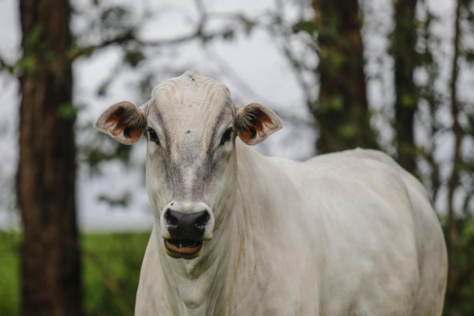 Plantar árvores no mesmo lugar onde são criados os animais. O que se fazia na Idade Média foi aprimorado e, hoje, é conhecido como Integração-Lavoura-Pecuária-Floresta (ILPF). | Jonathan Campos/Gazeta do Povo
