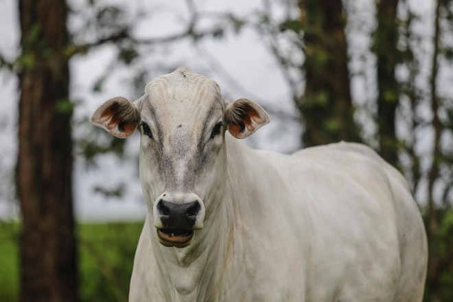 Plantar árvores no mesmo lugar onde são criados os animais. O que se fazia na Idade Média foi aprimorado e, hoje, é conhecido como Integração-Lavoura-Pecuária-Floresta (ILPF). | Jonathan Campos/Gazeta do Povo