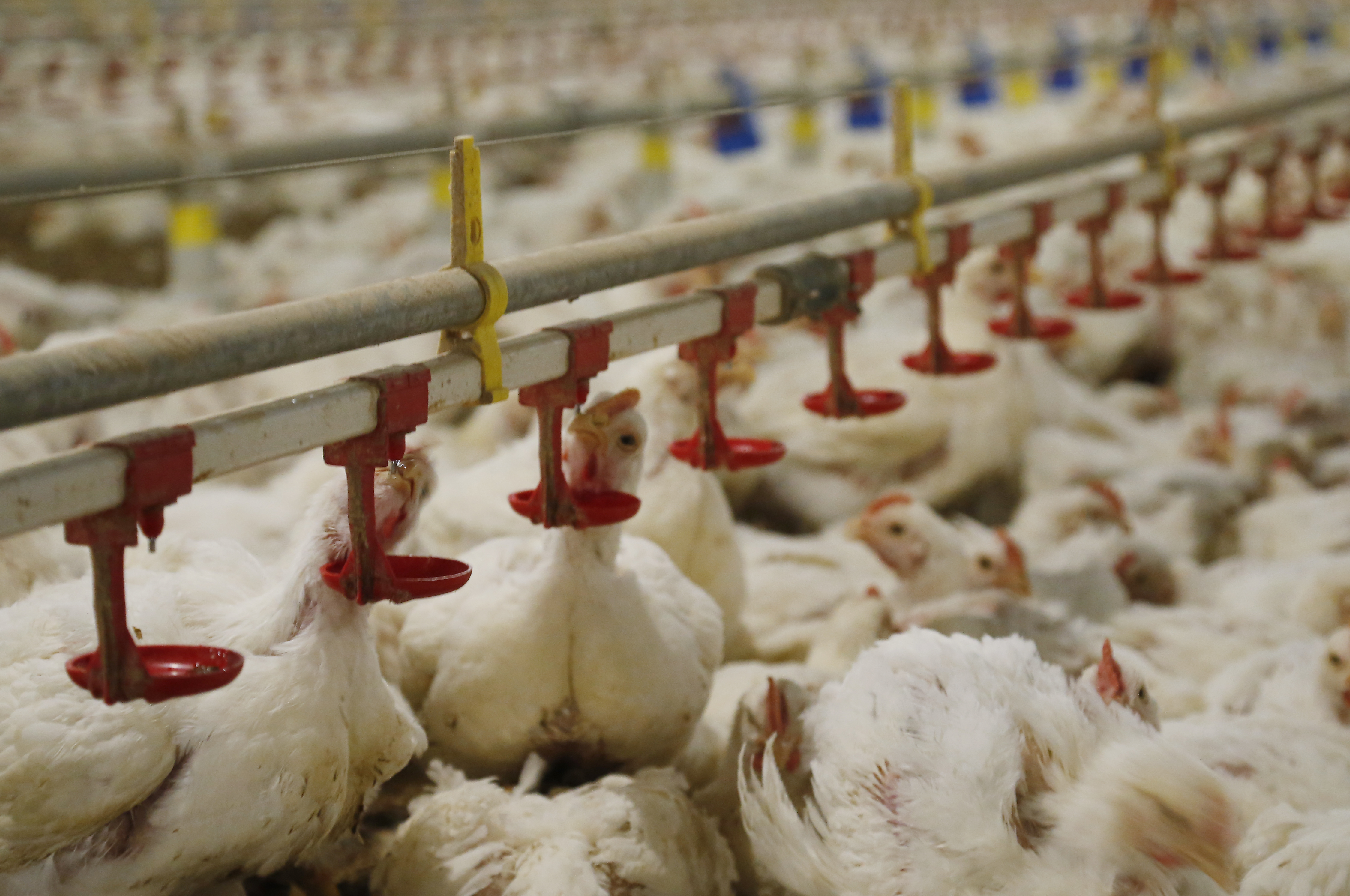 Maggi disse que, após a publicação da decisão do bloco, “serão tomadas as providências que forem consideradas necessárias para restabelecer o fluxo comercial”. | Hugo Harada/Gazeta do Povo