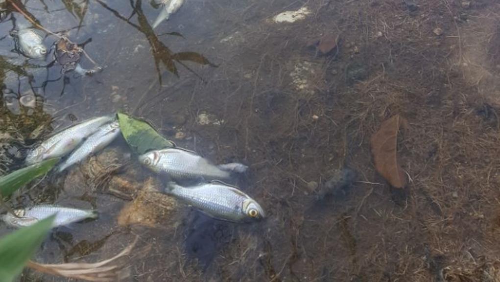 Peixes mortos no Rio São João, em Guaratuba. | Helcio Luis Leite/Colaboração