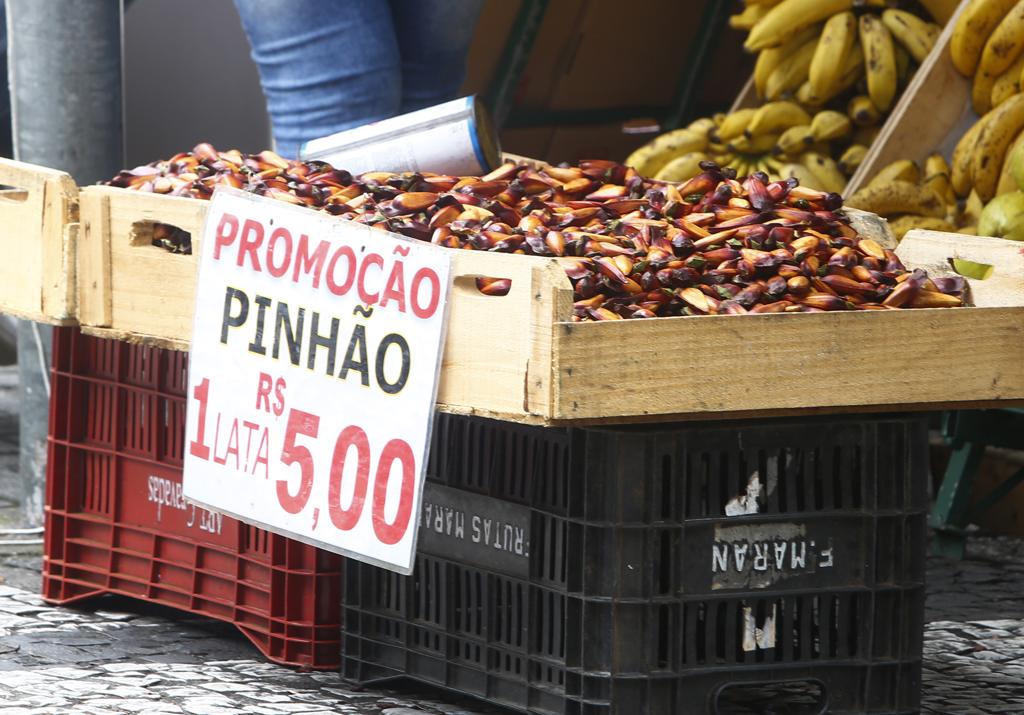 Quem desrespeita as regras de colheita e comercialização do pinhão pode responder criminalmente pela ação e também está sujeito a multa, que varia de acordo com a quantidade de produto irregular apreendido. | Aniele Nascimento/Gazeta do Povo