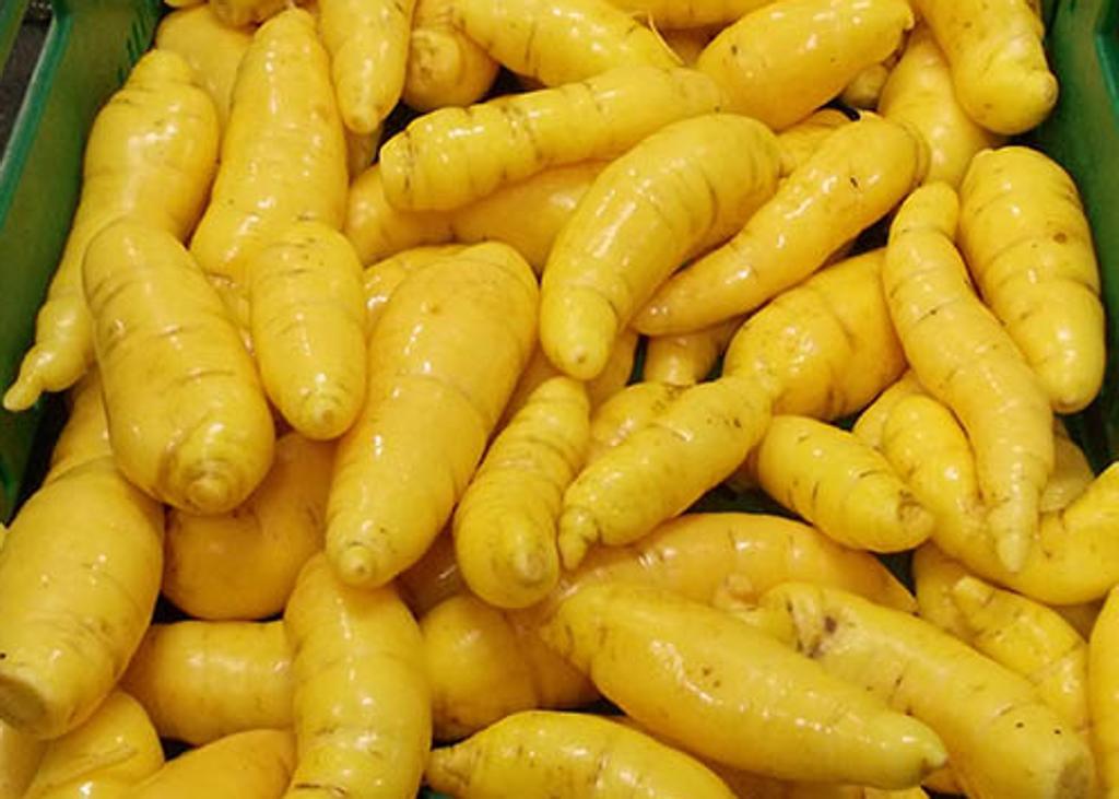 Mandioquinha-salsa é também conhecida como batata-baroa ou batata-salsa | Divulgação/Embrapa