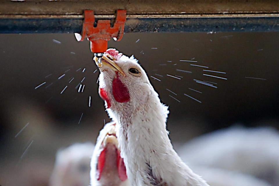 Santin ressalta que o frango não oferece riscos à saúde e que os brasileiros podem comprá-lo sem preocupação. | Albari Rosa/Gazeta do Povo