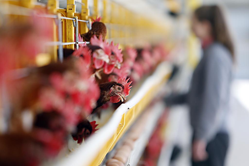 O milho é o principal ingrediente das rações que alimentam suínos e aves e o fornecimento deste ano está afetado pela redução da safra brasileira e quebra na produção da Argentina. | Albari Rosa/Gazeta do Povo