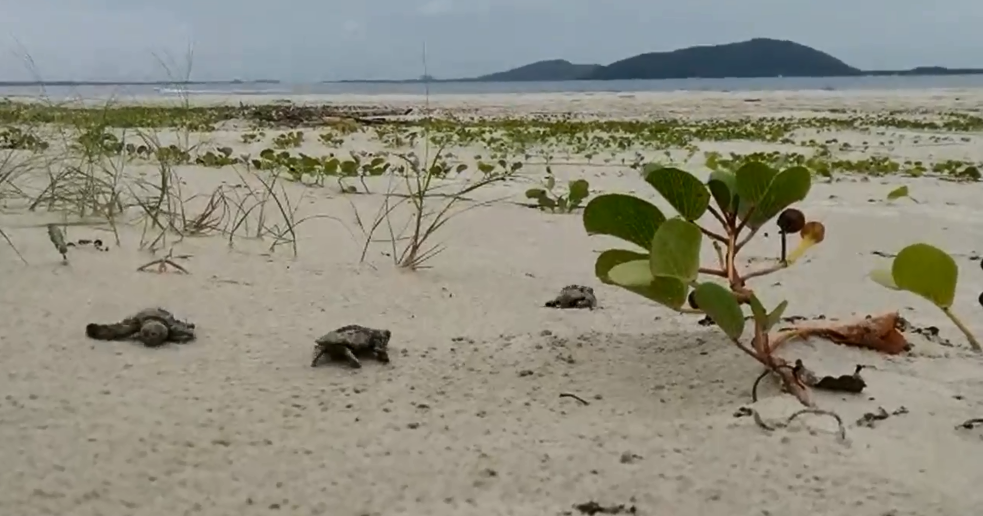  | Reprodução/CEM-UFPR