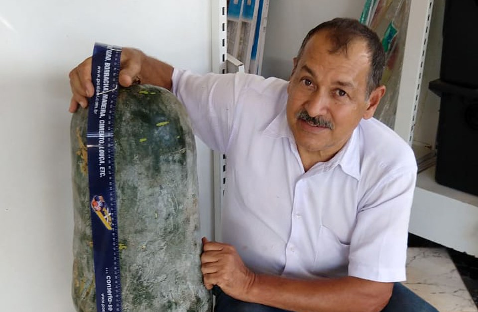 Pepino gigante cultivado por Francisco Netto Lourenço, de Cascavel, | Arquivo pessoal/